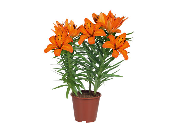 Lilium