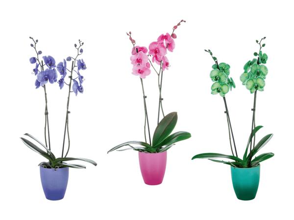 Phalaenopsis royal dans un pot en céramique