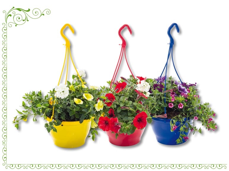 Plantes colorées en suspension (dès 2.6.)