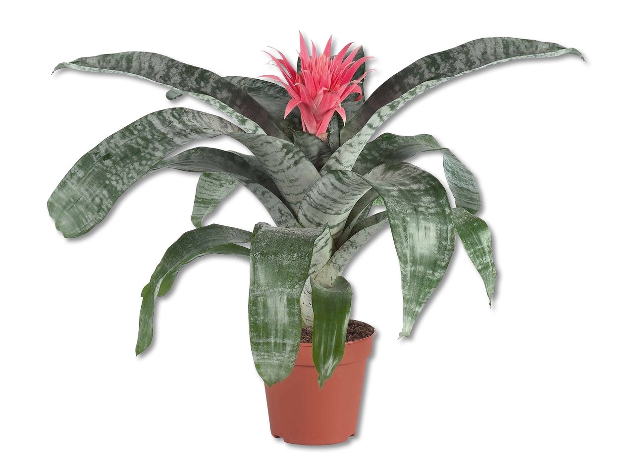 Bromelia (Aechmea primera)