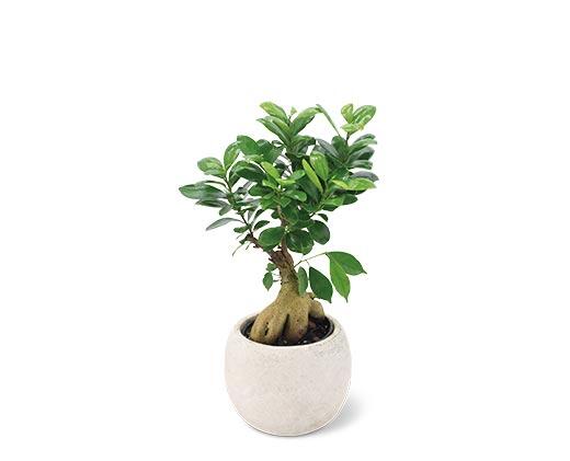 5" Exotic Plant Assorted Varieties