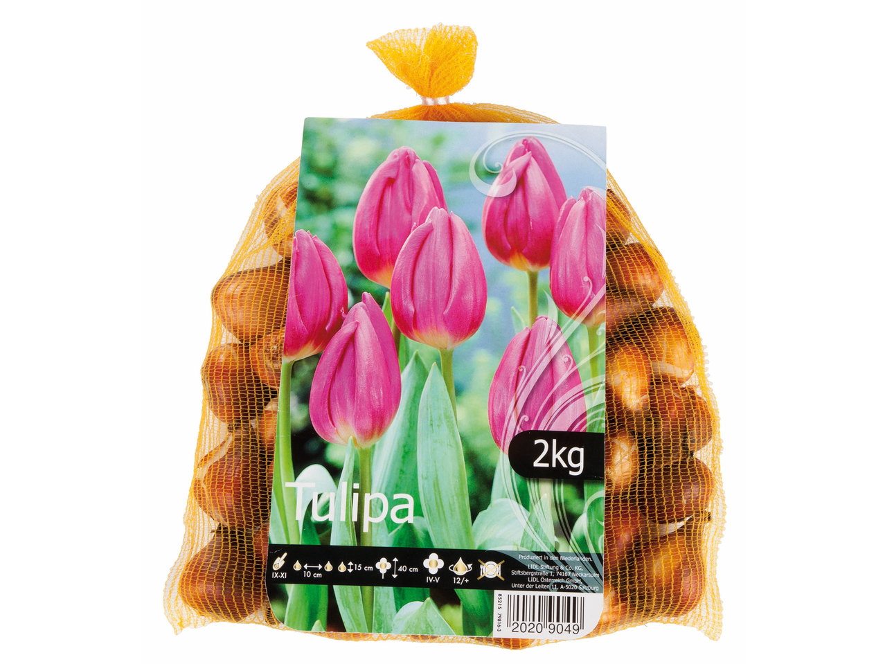 Tulpenbollen