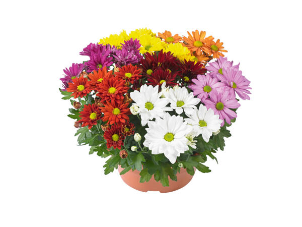 Chrysanthèmes " Carnaval "