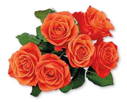 6 Stem Rose Bouquet Assorted Colors