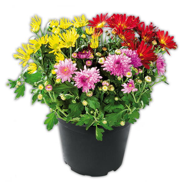 Chrysanthemen-Busch