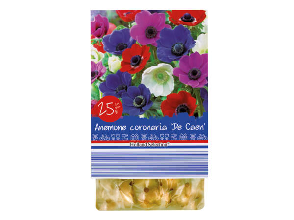 Spring Flowering Bulbs