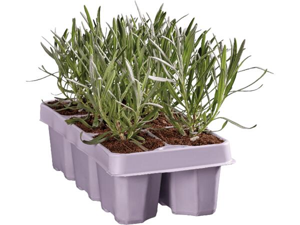 Lavendel angustifolia 6-pack