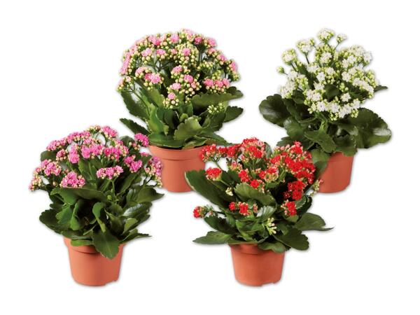 Kalanchoe Christmas