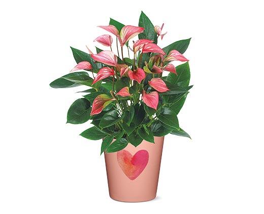 5" Anthurium