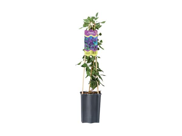 Clematis Mix