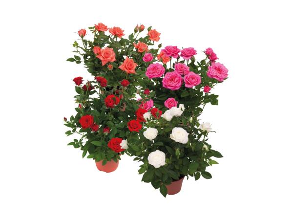Gift Wrapped Rose Pot