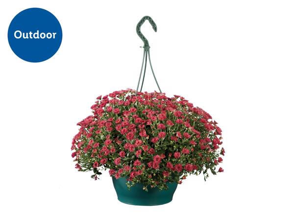 Chrysanthemum in Hanging Basket