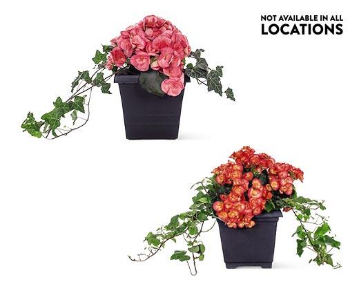 8" Patio Planter Assorted Varieties