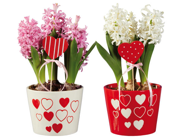 Hyazinthen „Valentin" mit Herzstecker