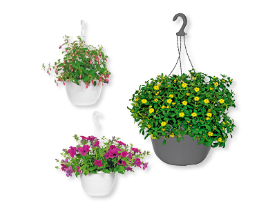 Plantes fleuries à suspendre GARDENLINE(R)