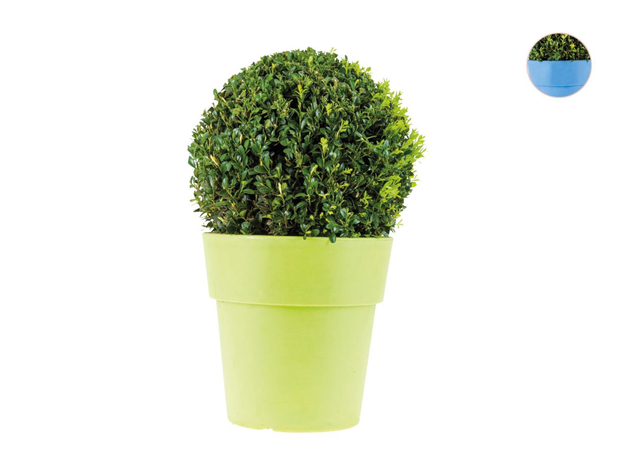 Box Tree Hedging1