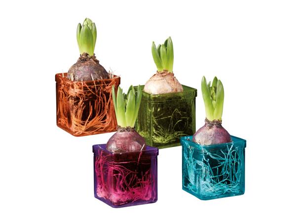Hyacinth