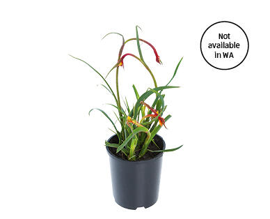 Kangaroo Paw 140mm