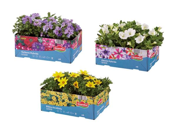 Bedplanter i 6‘er bakke