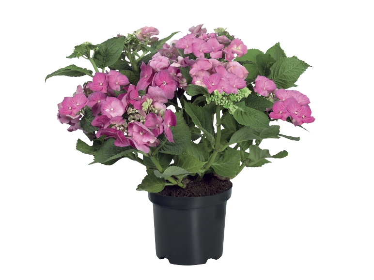 Large Hydrangea