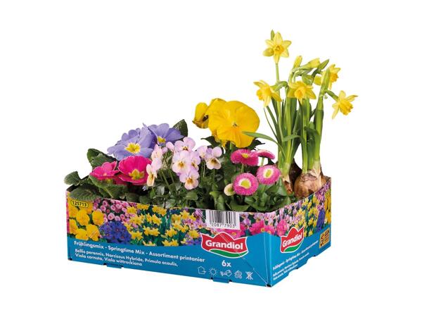 Forårsblomster i bakke