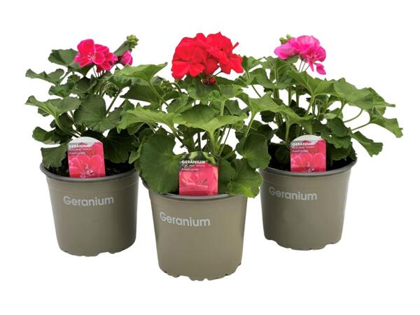 Zonal Geranium