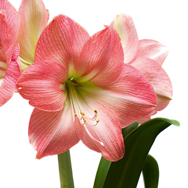 Amaryllis