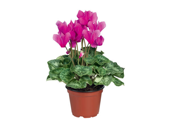 Cyclamen