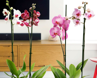 Orchidee