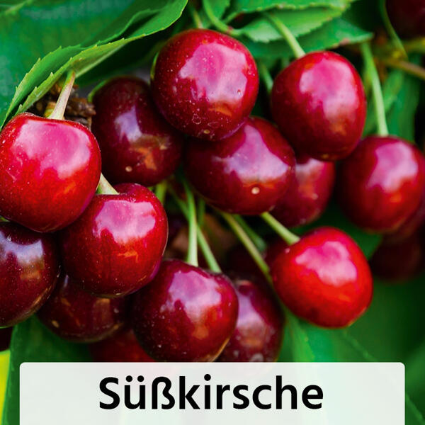 Zwergobstbaum