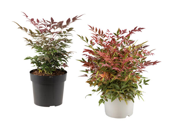 Bambou sacré Nandina