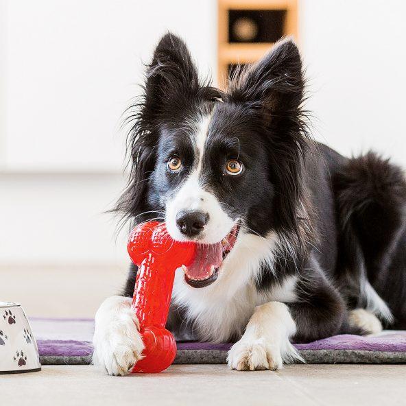 Tandverzorgend speelgoed voor honden