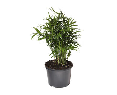 Assorted Indoor Plants