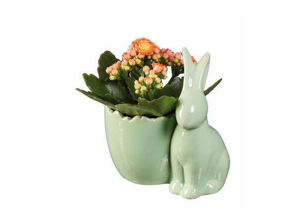 Kalanchoe in Easter Ceramic