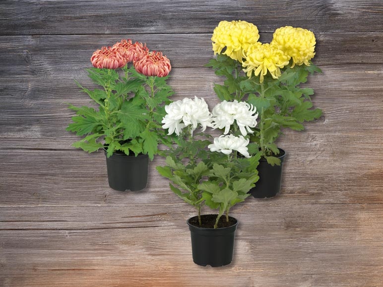 Chrysanthèmes décoratifs (dès 26.11.)