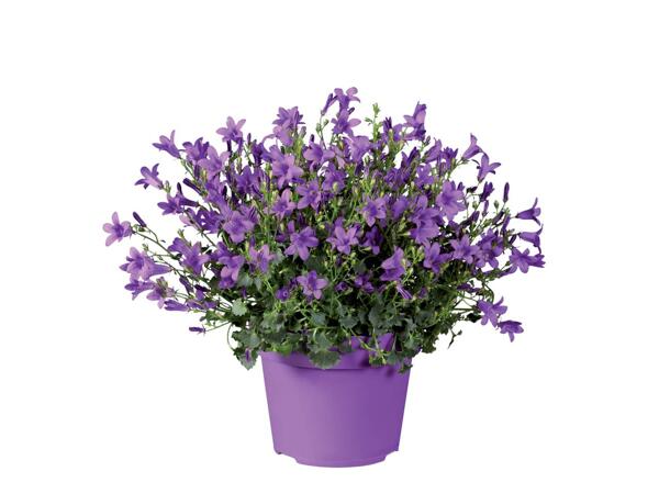 Bellflower
