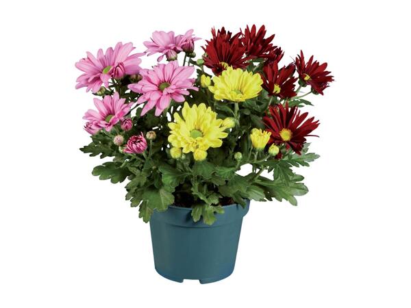 Daisy Chrysanthemum