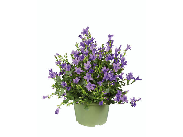 Campanula Get Mee (R)