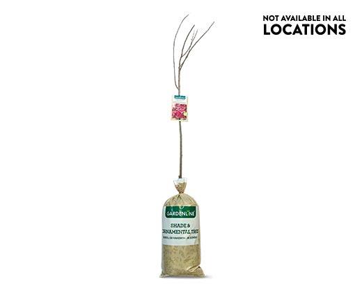Gardenline Shade or Ornamental Tree Assorted Varieties