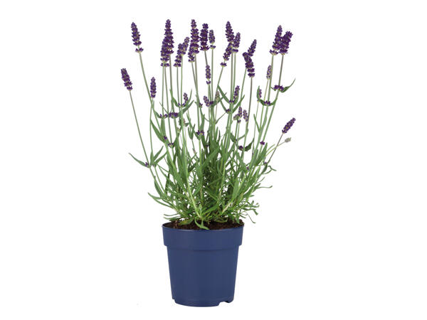 English Lavender