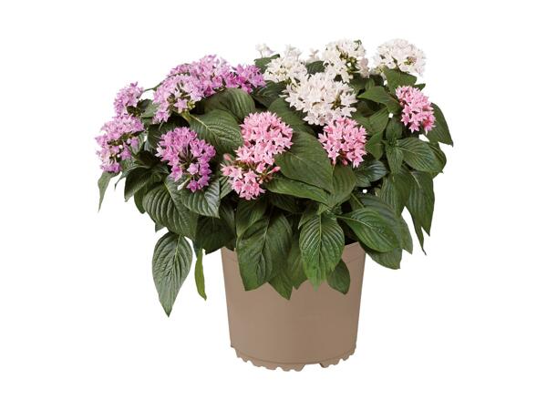 Trio de Pentas