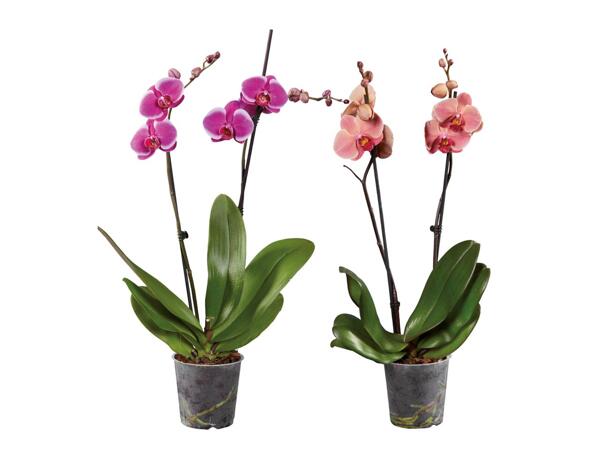 Phalaenopsis 2 Stems