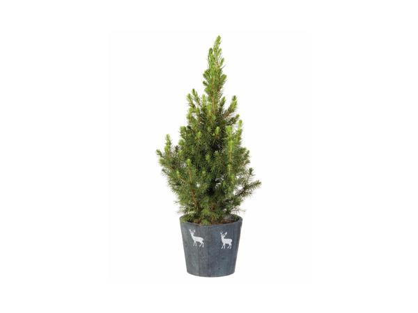 Conifer in Reindeer Pot