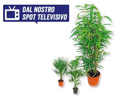 Palme e bambù assortiti GARDENLINE(R)