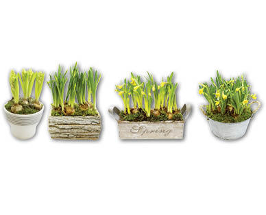 Zwiebelpflanzen-Arrangement