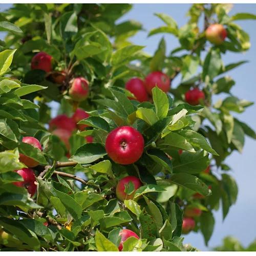 Obstpflanze*
