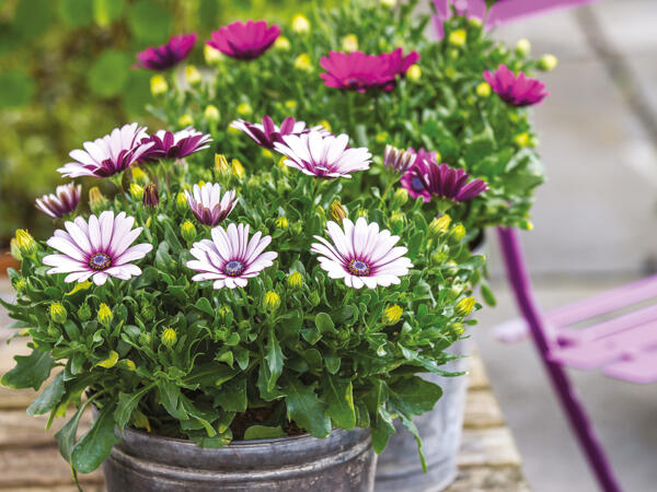 Spansk marguerit