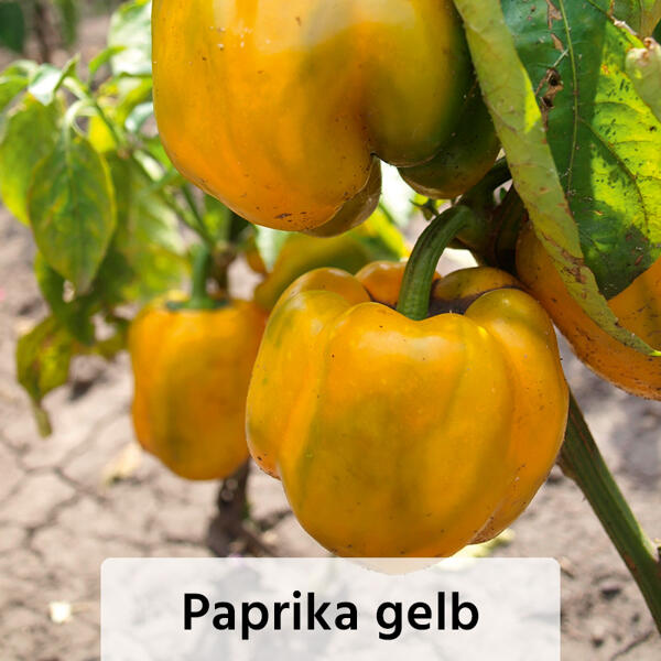 Veredelte Gemüsepflanze
