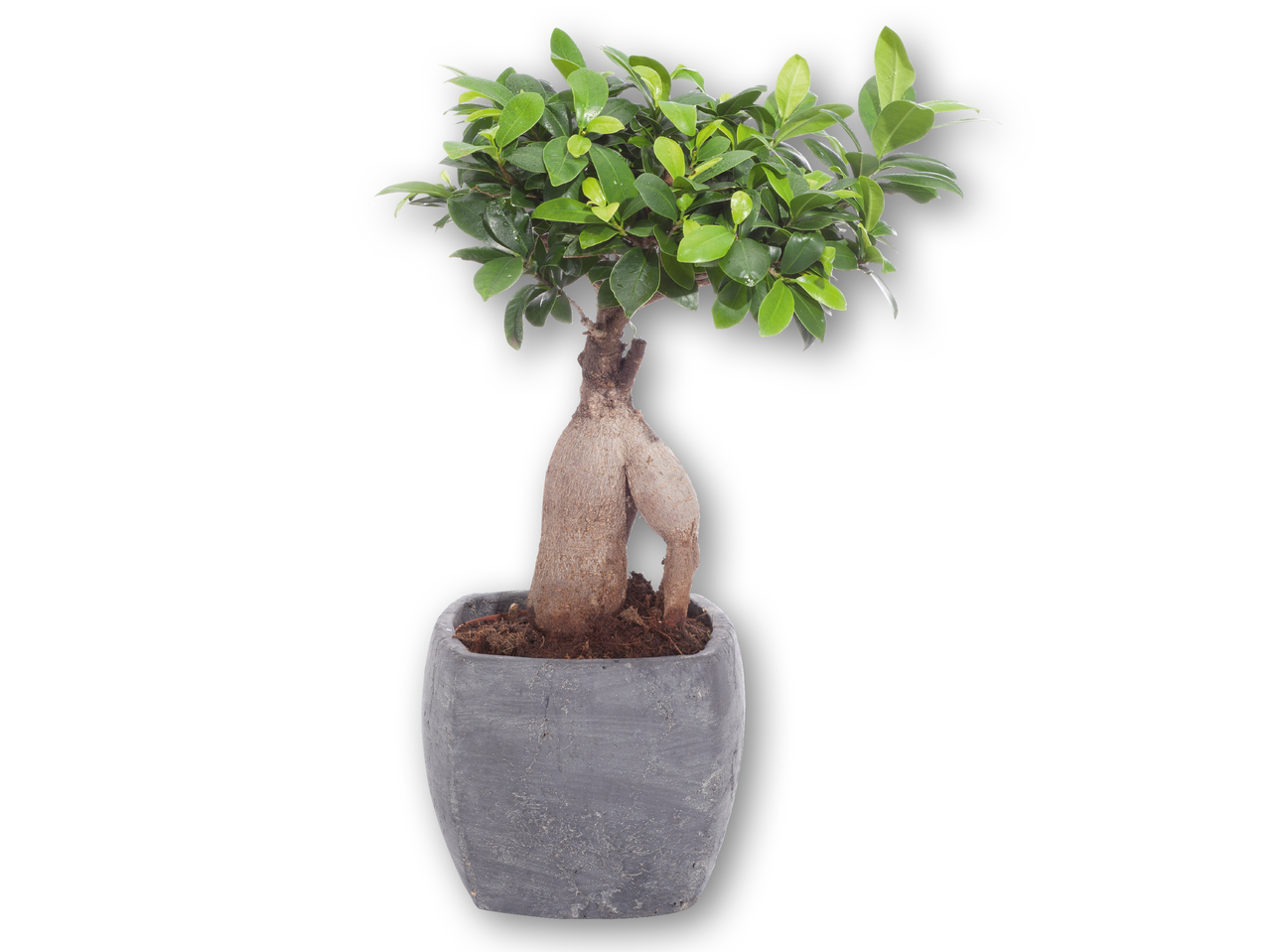 Ficus Ginseng i firkantet keramikpotte