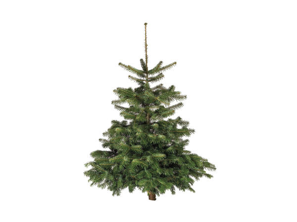 Fresh-Cut Non Drop Nordman Fir Christmas Tree